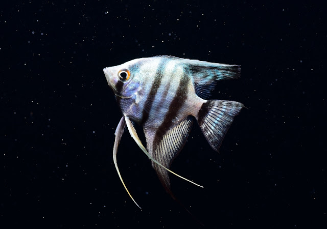 angelfish dikenal juga manfish