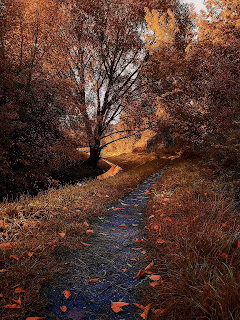 Path in the woods