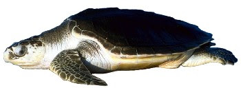 Tartaruga Olivácea (Lepidochelys olivacea)