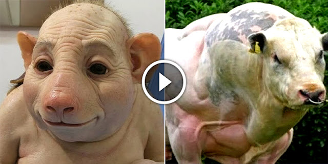 10 Animals That Have Been Created When Man Plays God