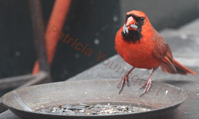  Words In Our Beak’s goal is to open readers to a simple understanding of the winged world and their environment. Set in a rooftop urban garden in New York City, my story is told in the voice of Cam, a female cardinal, who visits it. Words In Our Beak is directed to children and adults who are curious about birds, and want to learn about them from a unique perspective. The book includes hundreds of images of flora and fauna, links to movies, as well as to informative narratives that have been created by the author.  Now in Apple’s iBooks store @ https://itunes.apple.com/us/book/words-in-our-beak/id1010889086?mt=11