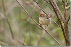 Singing Cisticola