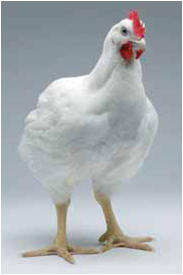 FERDI PARDOMUAN GIRSANG Pengertian Ayam  Broiler  Ras 
