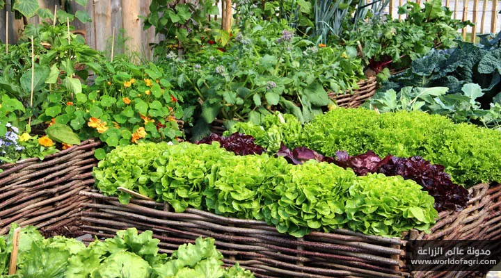 أهم النصائح لزراعة الخضروات في المساحات الصغيرة - عالم الزراعة