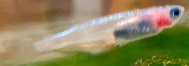 ラズリーメダカ 稚魚 ２４０日目
