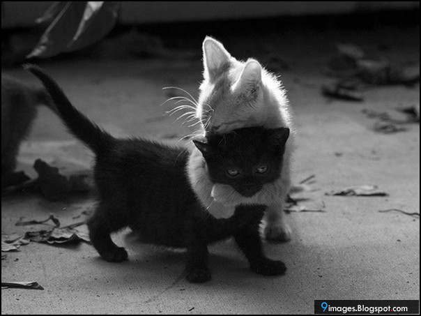 Cute, cat, kitten, hugging, lovely, black-and-white