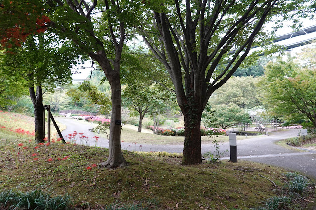 鳥取県西伯郡南部町鶴田　とっとり花回廊　花の谷