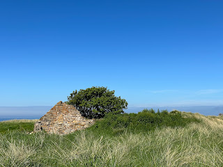 A photo showing the side wall of a ruined cottage.  It is almost hidden by the sea grass and on the right hand side of it there is a green and lush looking tree growing.  Photo by Kevin Nosferatu for the Skulferatu Project.