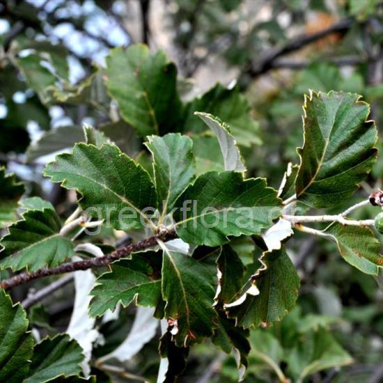 Ария зонтичная / Ария округлая / Рябина зонтичная (Aria umbellata, =Aria orbiculata, =Sorbus umbellata)