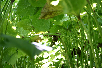 A cathedral of okra boughs