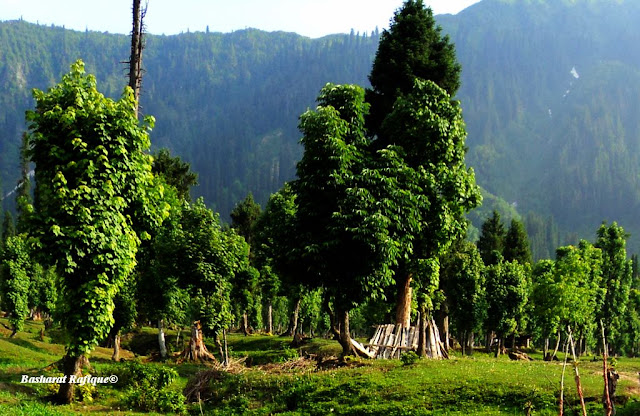 ARANG KALE : KALE : NEELUM VALLEY