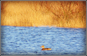 female mallard duck swimming
