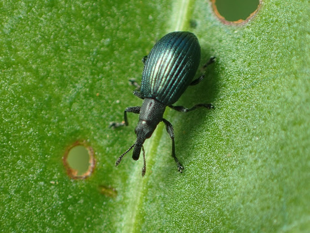 Perapion hydrolapathi