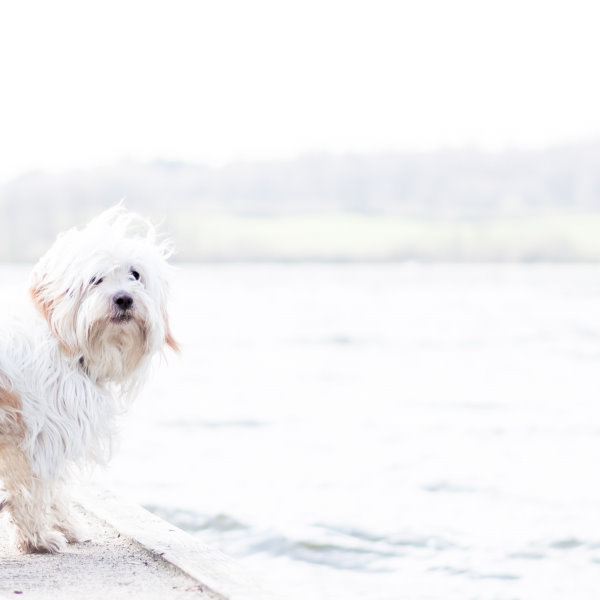 Spaziergang am See mit Hund Hasso