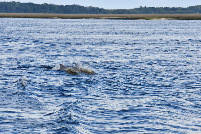 Dolphins swimming off Cumberland Island