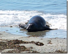 Elephant Seal 