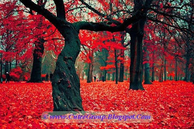 Crimson Forest, Poland