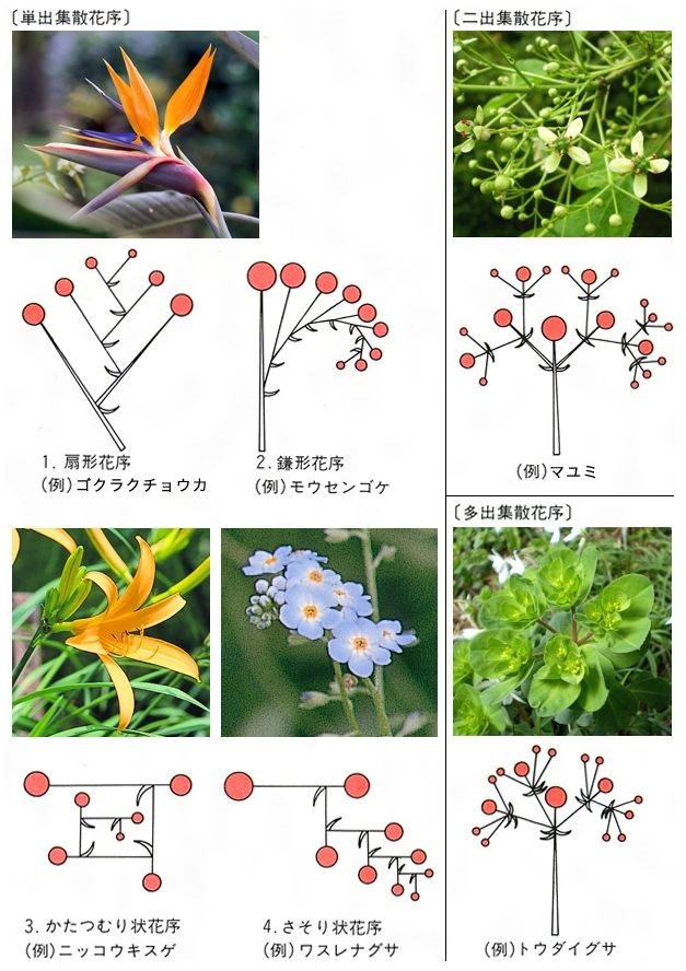 かまがや散歩 花序 について