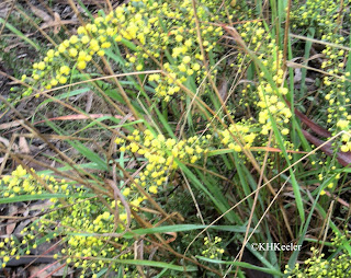 acacia in Australia