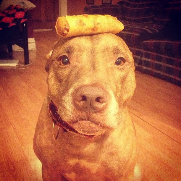 Scout the pit bull balances stuff on his head (30 pics), stuff on Scout's head