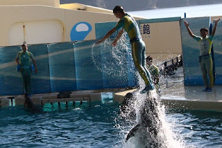 Dolphin show