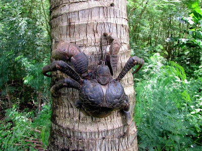 Coconut Crab, Robber Crab, Palm Theif.