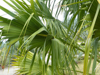 Sabal domingensis - Sabal d'Hispaniola