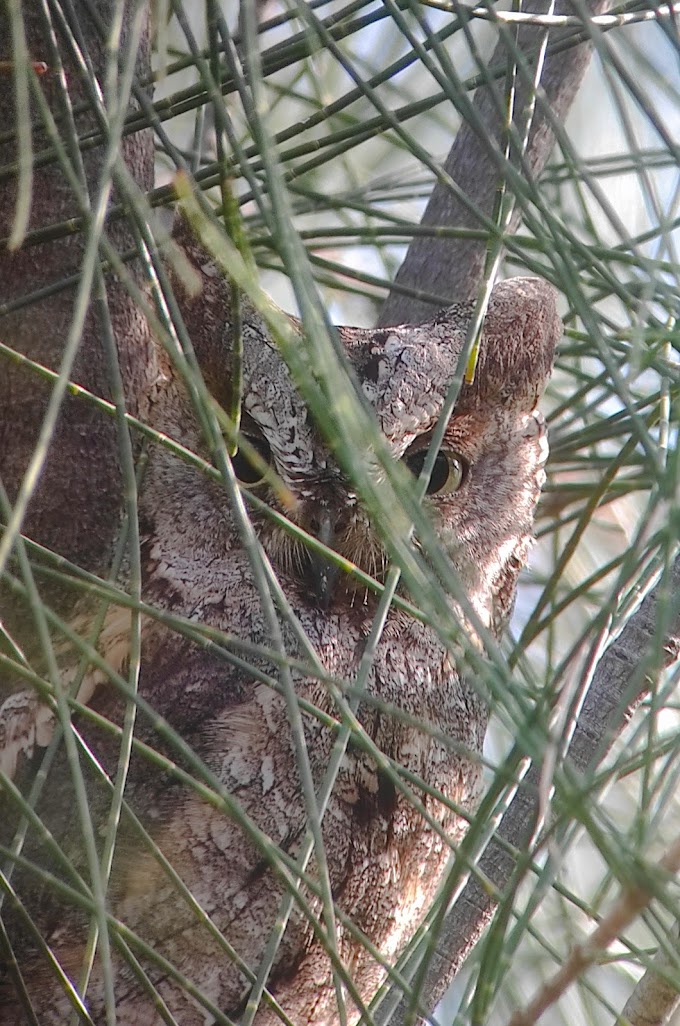 Trip Report: Athens birding tour, March 24th 