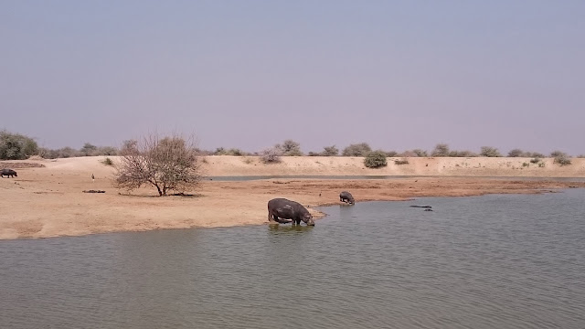 Erindi Game Lodge Hippo at watering hole