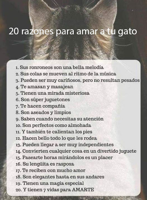 Razones para amar aun gato