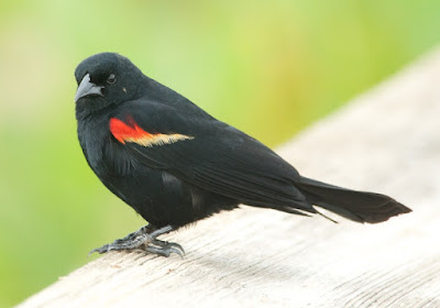 Red-winged Blackbird (Agelaius phoeniceus)