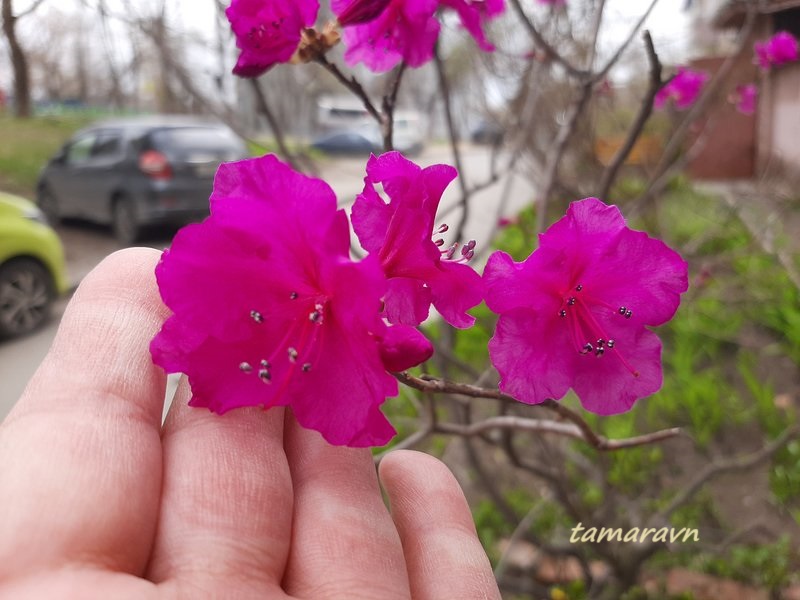 Рододендрон остроконечный (Rhododendron mucronulatum)