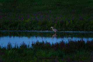 Wildlifefotografie Lippeaue Graureiher