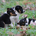 How Many Pets (Dogs/Cats) Can You Own in Illinois?