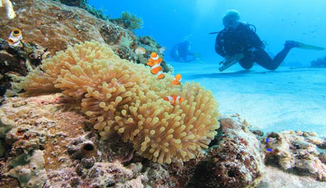 Bawah laut Pulau Molana