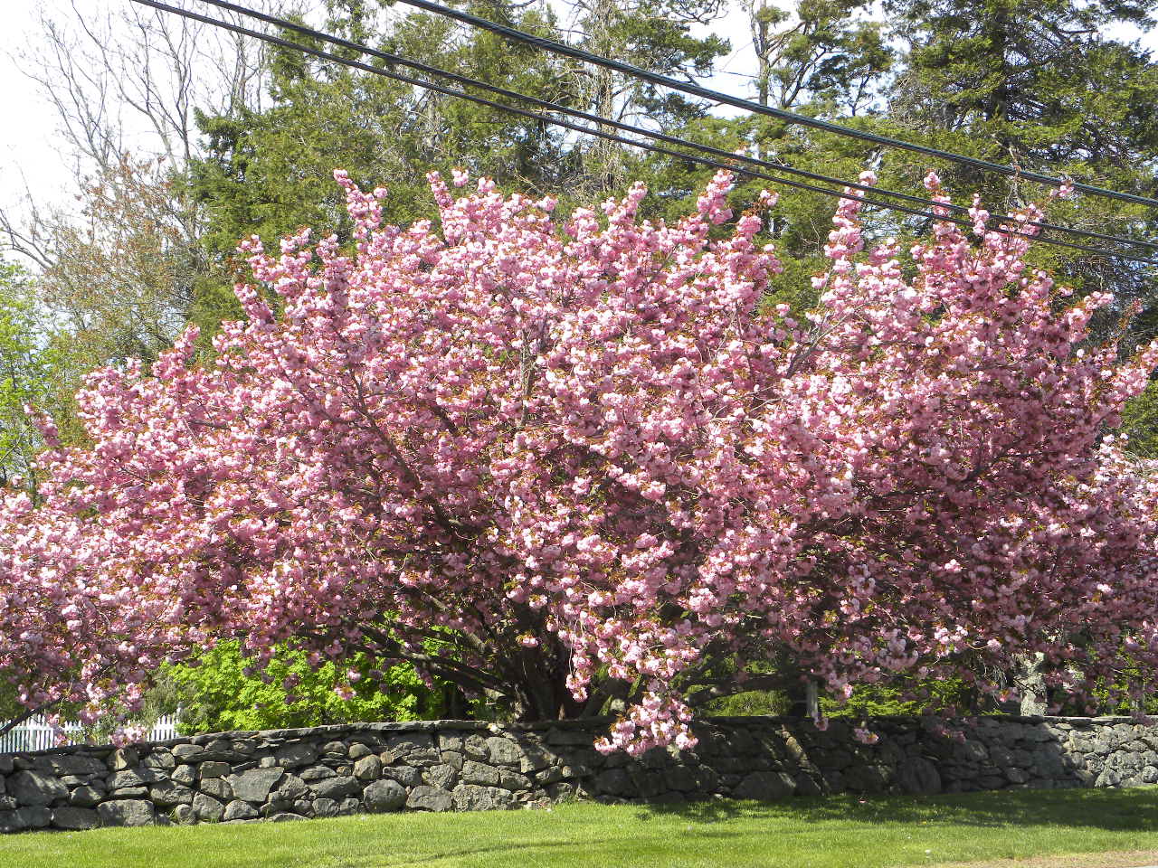 with cherry trees!