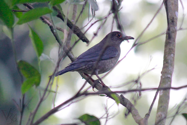 Its a tough guess, a female blackbird?