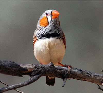 Finch Bird Picture