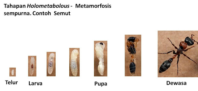Tahapan Holometabolous atau Metamorfosis sempurna pada semut