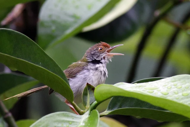 Hungry Tailorbird