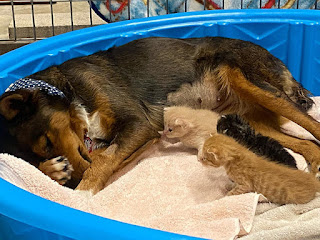 Perra rescatada adopta tres gatitos huérfanos después de perder su propia camada de cachorros
