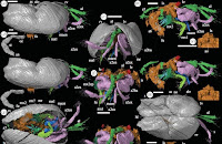 http://sciencythoughts.blogspot.co.uk/2014/04/three-dimensional-soft-tissue.html