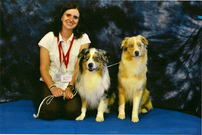 australian shepherd in scruffts