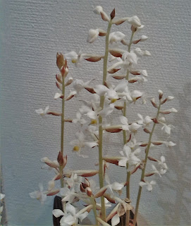 flores-jewel-orchid