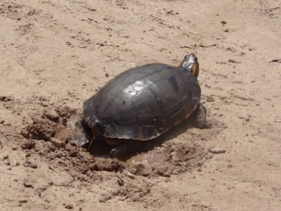 tortugas argentinas