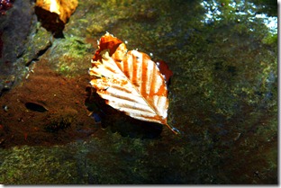 IMG_8013