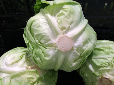 Cabbage, cabbages