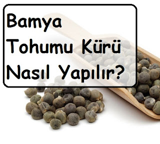 Bamya Tohumu Kürü Nasıl Yapılır