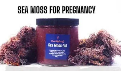 Sea Moss For Pregnancy