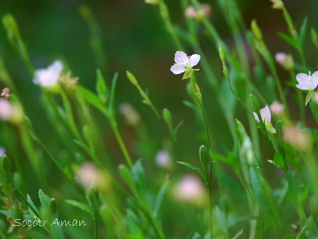 Oenothera rosea